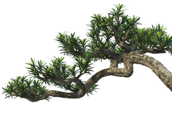 Bonsai on a white background.