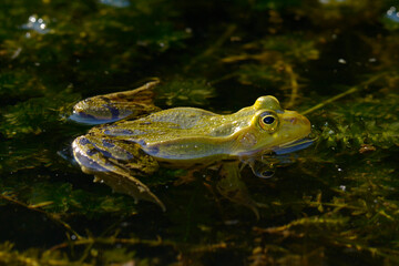 Kleiner Wasserfrosch // Pool Frog (Pelophylax lessonae) - Germany
