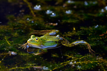 Pool Frog // Kleiner Wasserfrosch (Pelophylax lessonae) - Germany