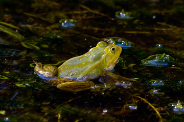 Kleiner Wasserfrosch // Pool Frog (Pelophylax lessonae) - Germany