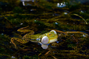 croaking Pool frog // Quakender 