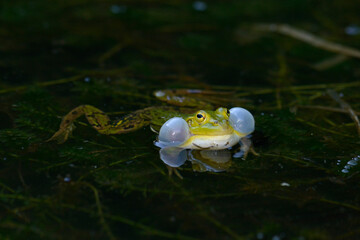croaking Pool frog // Quakender 