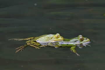 Kleiner Wasserfrosch - Pärchen // Pool frog - couple (Pelophylax lessonae) - Germany