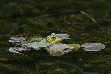 Pool Frog // Kleiner Wasserfrosch (Pelophylax lessonae) - Germany