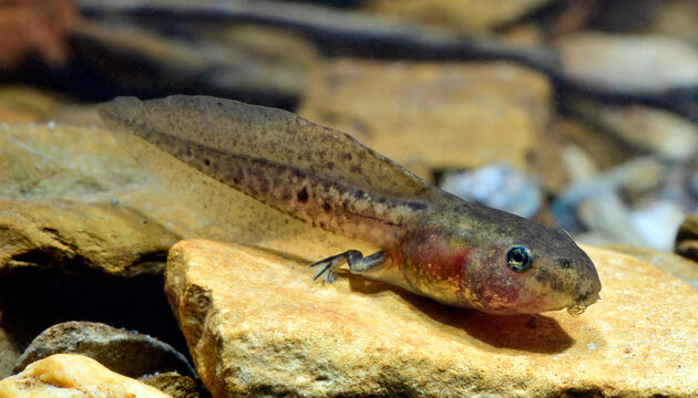 Tadpole of the Pool Frog // Kaulquappe des "Kleinen Wasserfrosch" (Pelophylax lessonae)