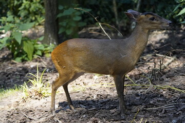 The Indian muntjac (Muntiacus muntjak), also called the southern red muntjac and barking deer, is a...