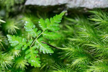 Fototapeta premium 苔の上に芽吹く小さなシダ植物