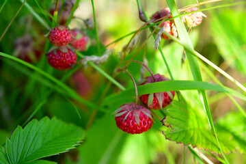 bunch of wild strawberries in green grass, close-up