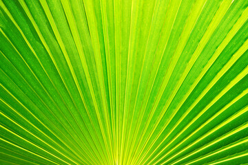 Fototapeta premium Close up green palm leaf texture. Natural tropical concept.
