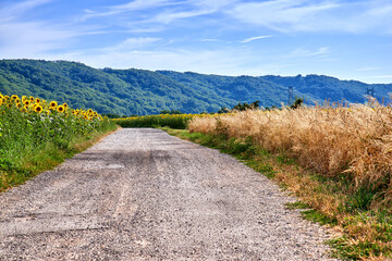 Rural road view with a green farming landscape in the countryside. Charming nature setting with fresh sunflower and barley farm fields. Isolated agriculture scene with trees, grass, and a blue sky.