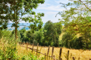 Fototapeta na wymiar Nature filled with plants and trees in a forest or woods on a sunny day in Spring or Summer. View of beautiful farmland landscape in the countryside with a blue sky in the background.