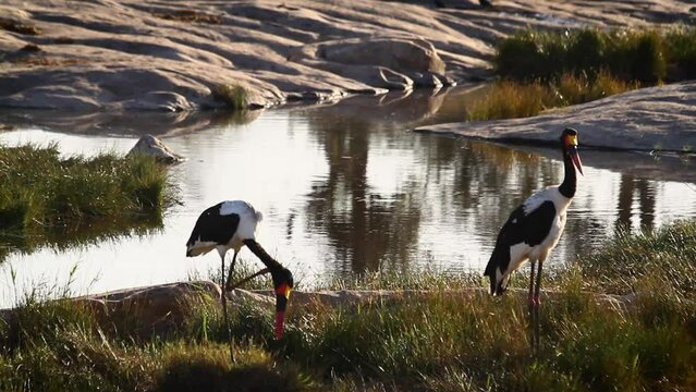 Two Saddle billed stork grooming and preening in Kruger National park, South Africa ; Specie Ephippiorhynchus senegalensis family of Ciconiidae