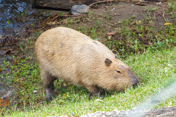 capybara feeding outdoors in Rio de Janeiro, Brazil
