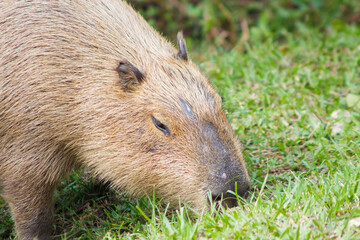 capybara feeding outdoors in Rio de Janeiro, Brazil