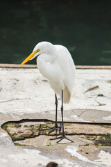 egret bird outdoors in a pond in Rio de Janeiro, Brazil.