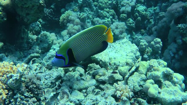 The bright and beautiful Emperor angelfish (Pomacanthus imperator) is looking for food by nibbling on a coral reef.