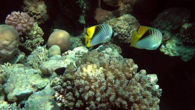 A couple of bright Threadfin Butterflyfish (Chaetodon auriga) swim along the coral reef in the clear, sun-infused water.