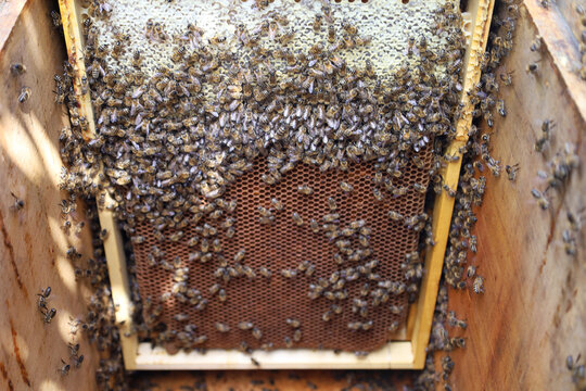 Frames with honeycombs in the hive. Bees carry honey in a honeycomb.