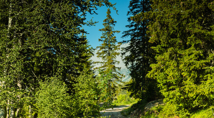 Mountain landscape, Durmitor National Park,June, Croatia