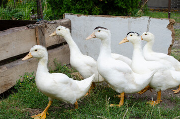 Group of ducks	