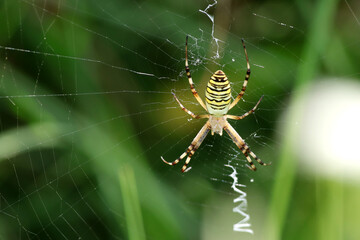 araignée argiope frelon sur sa toile