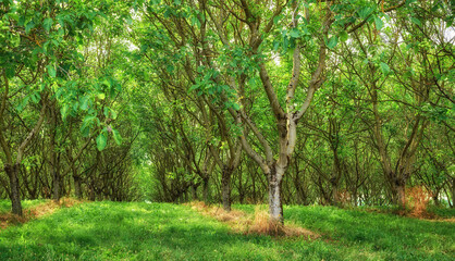 Obraz premium English walnut trees growing in rows on lush, green and remote agriculture and countryside farm in Lyon, France. Cultivation and farming of healthy nuts for the export industry, diet food or wellness