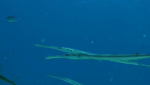Bluespotted cornetfish (Fistularia commersonii) swims against the backdrop of a blue water column penetrated by the sun's rays, close-up.