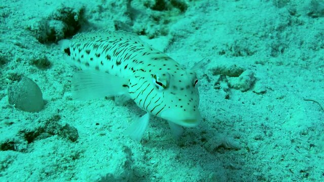 Speckled sandperch (Parapercis hexophtalma) stands on its pelvic fins and turning its eyes to examine the surroundings, then leave the frame, close up.