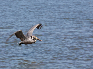 pelican in flight
