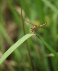 dragonfly on a leaf