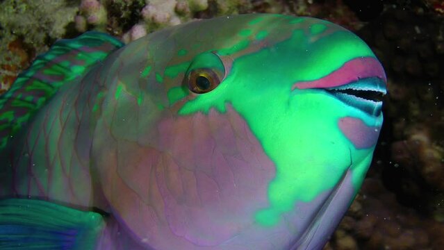 Unlike other fish, Heavybeak parrotfish (Chlorurus gibbus) is practically motionless at night, close-up