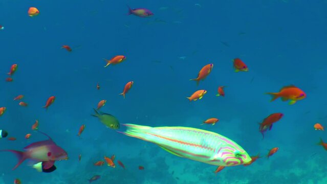 Male and female Sea goldie or Lyretail Anthias (Pseudanthias squamipinnis) feed on plankton against a background of blue water, medium shot.
