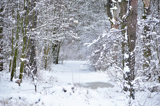 In the picture of the winter landscape, the road, trees and bushes are covered with snow.