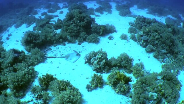 The camera slowly zooms in on a large Cowtail stingray (Pastinachus sephen) lying on a sandy bottom among coral thickets.