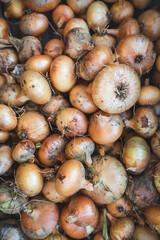 onion full frame back stack top view on fresh bunch organic pile harvested