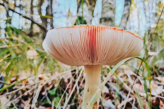 Dangerous fly agaric mushroom close-up. Ingredient for microdosing with psilocybins.