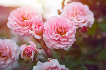 Fototapeta premium Pink peonies on a blurred sunset background. The concept of plants in the garden. Close-up