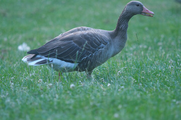 A duck walking in the grass