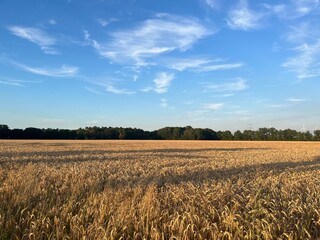 Field of wheat and blue sky background