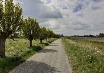 Fototapeta na wymiar a countryroad with pollard willows in the dutch countryside in springtime and a sky full of big clouds