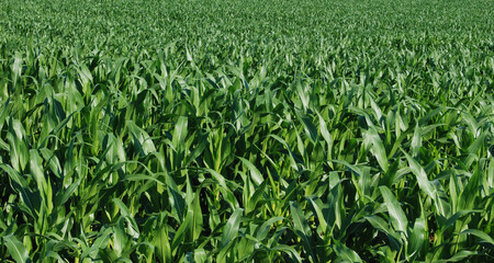 Close up corn field texture