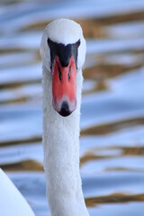 a Swan looking directly into camera