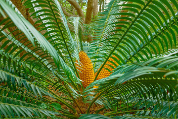 Obraz na płótnie Canvas Vibrant and large green cycad growing and thriving in a lush botanical garden on a sunny day in spring. Closeup of a big leafy plant species blooming in a natural and protected forest environment