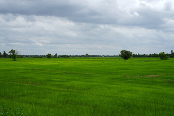 The beauty of green rice fields