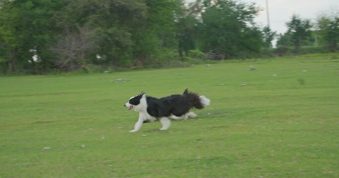 Cute black and white border collie dog runs across summer green lawn outdoor in the autumn park. Happy pedigree doggy having fun on the backyard. Slow motion.
