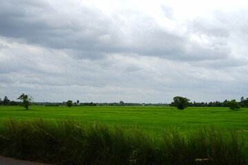 The beauty of green rice fields