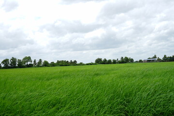 The beauty of green rice fields