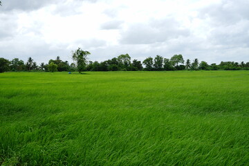 The beauty of green rice fields