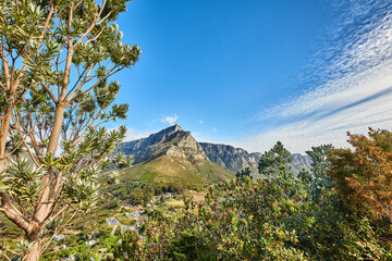 Landscape view of mountains background from a lush, green botanical garden and national park. Table Mountain in Cape Town, South Africa with blue sky and copy space while discovering peace in nature