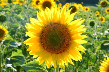 Sunflower closeup, blurred background